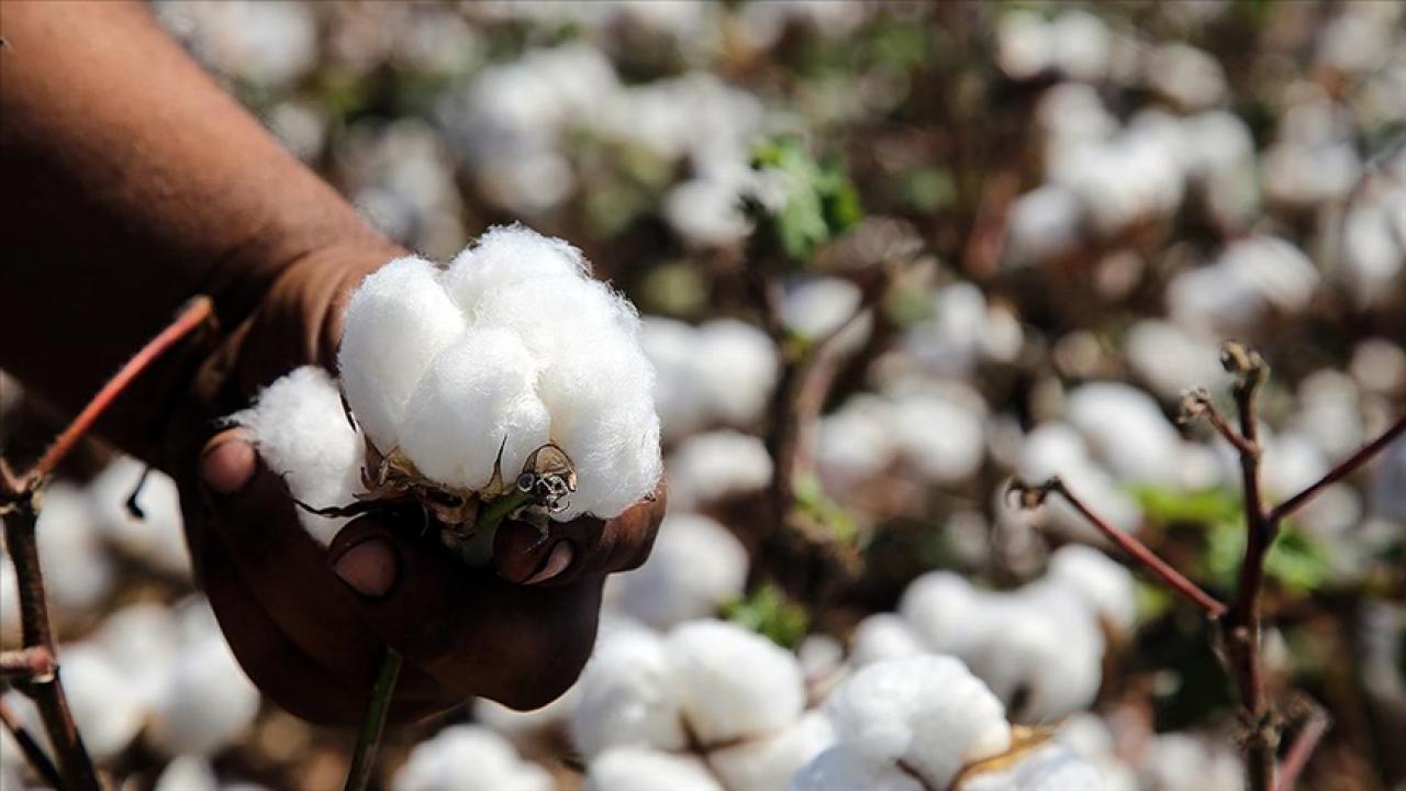 egede pamuk rekoltesinin 410 bin ton olmasi bekleniyor XCTkzvOp